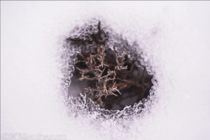 Nature & Landscapes Photography Portfolio Example of bright winter snow covering the ground with a plant sticking up out of the ice and snow