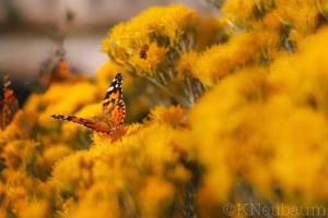 Nature & Landscapes Photography Portfolio Example of bright yellow flowers with a monarch butterfly sitting on a flower