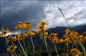 Nature & Landscapes Photography Portfolio Example of bright yellow flowers in front of colorado mountains in the background
